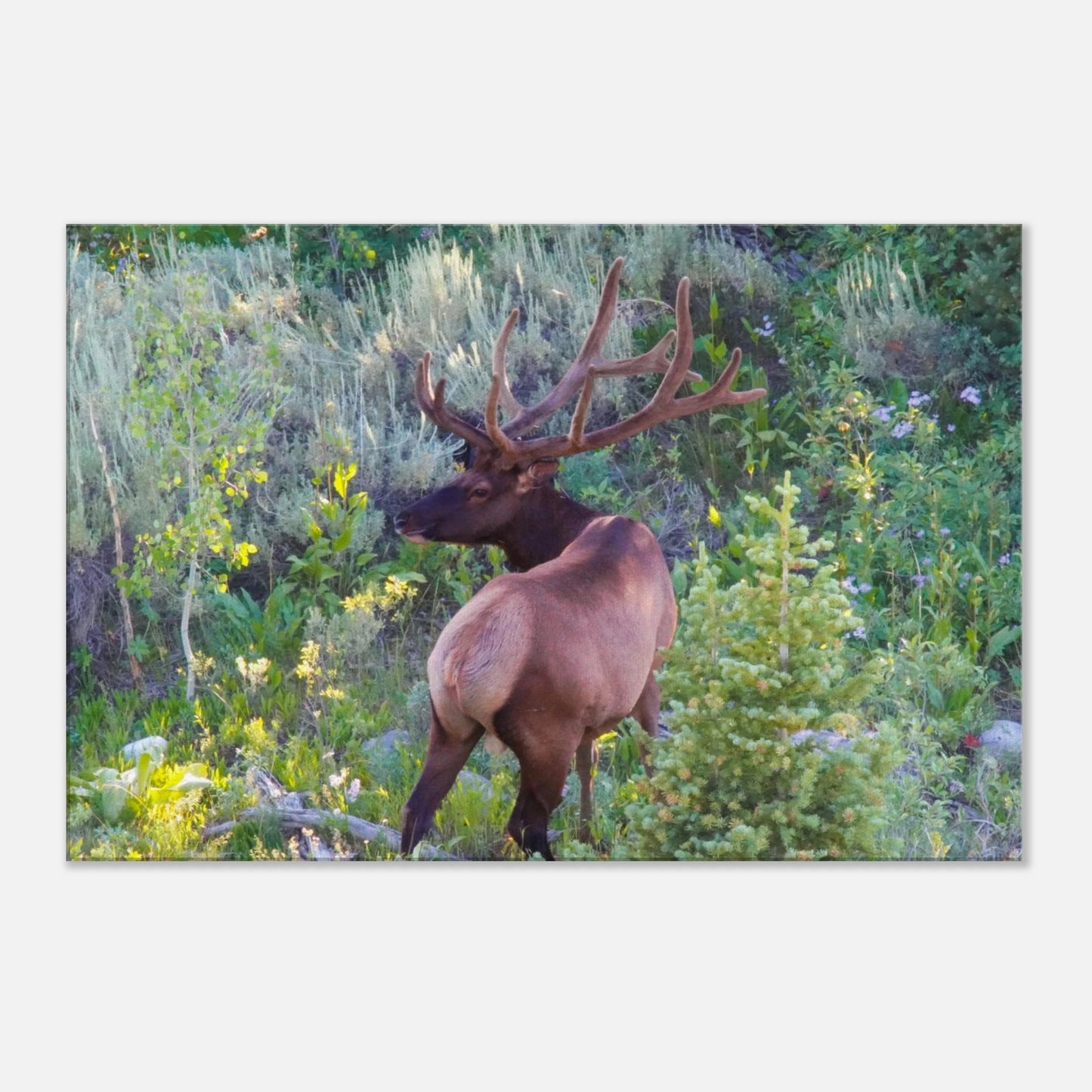 17b49ceb-45a8-4fe7-ad38-6c66b19fee02