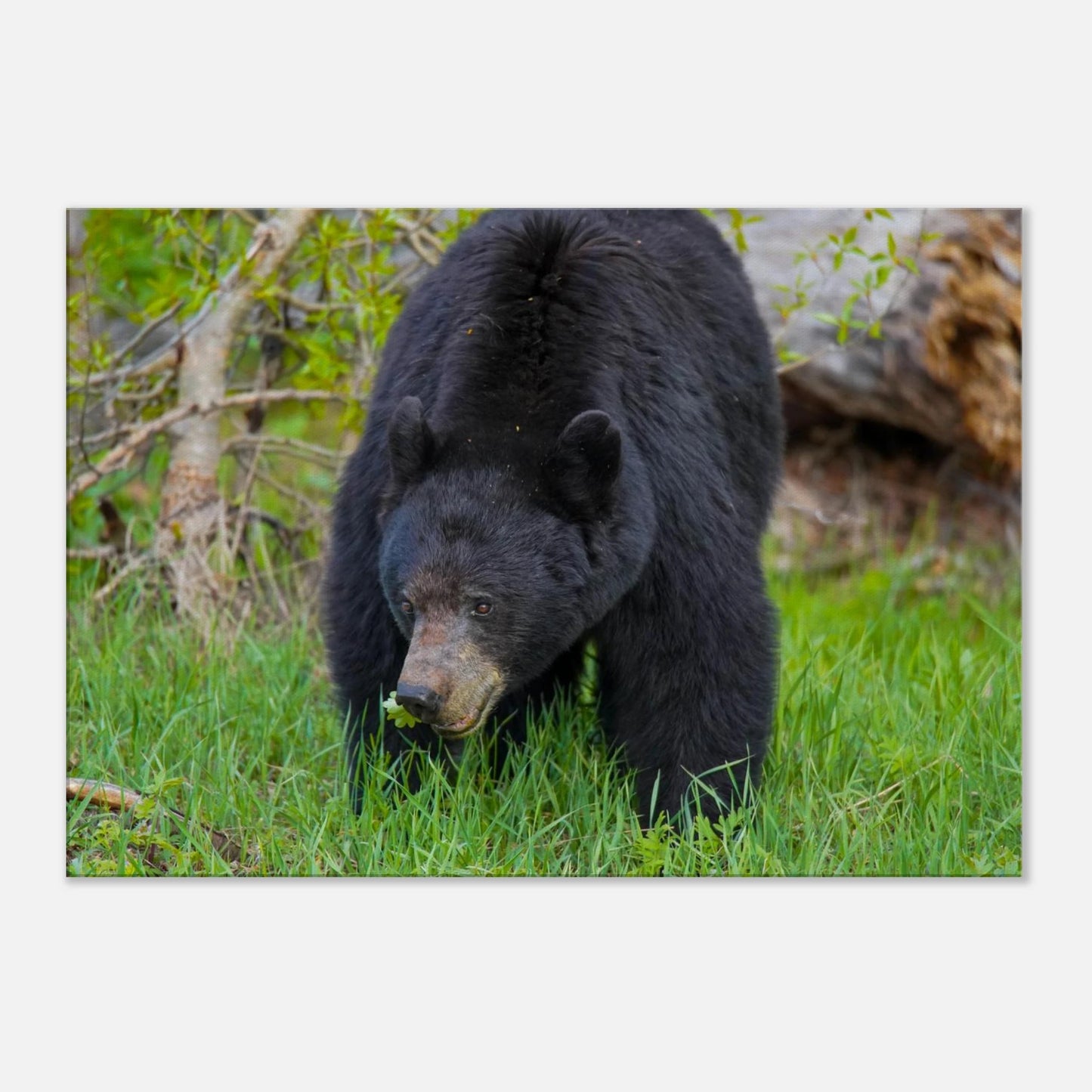 08dd84eb-509c-4d9f-a4d6-77ab0306ebb2