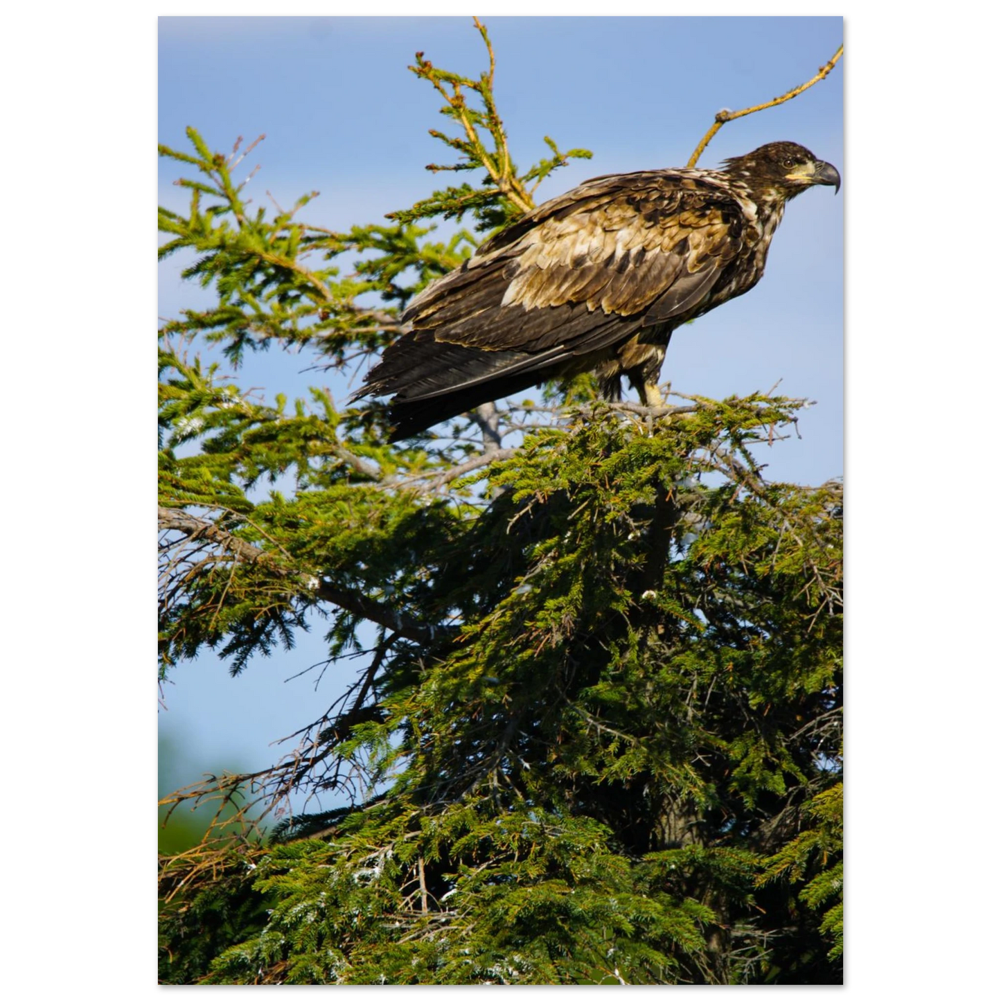 6b68c2c1-afc5-4050-a6eb-0527b7c42ce5