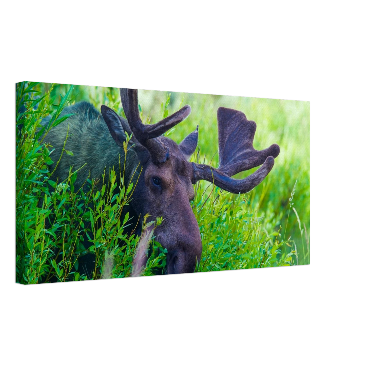 72946882-66f1-4d56-bfe8-49d6e042a906