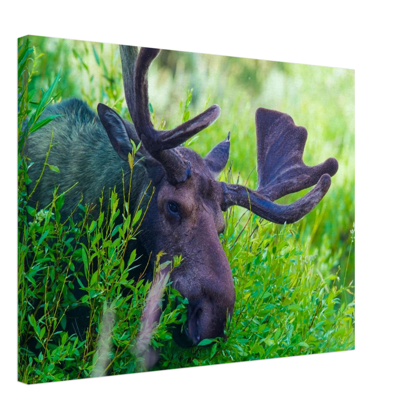 96e92730-8351-4a49-85de-9baf95982411