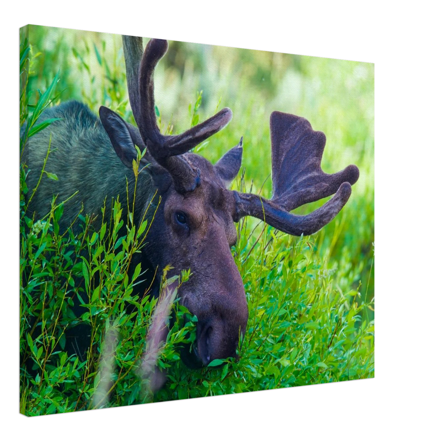 aafa0dc9-94aa-48f7-802a-79a20806e718