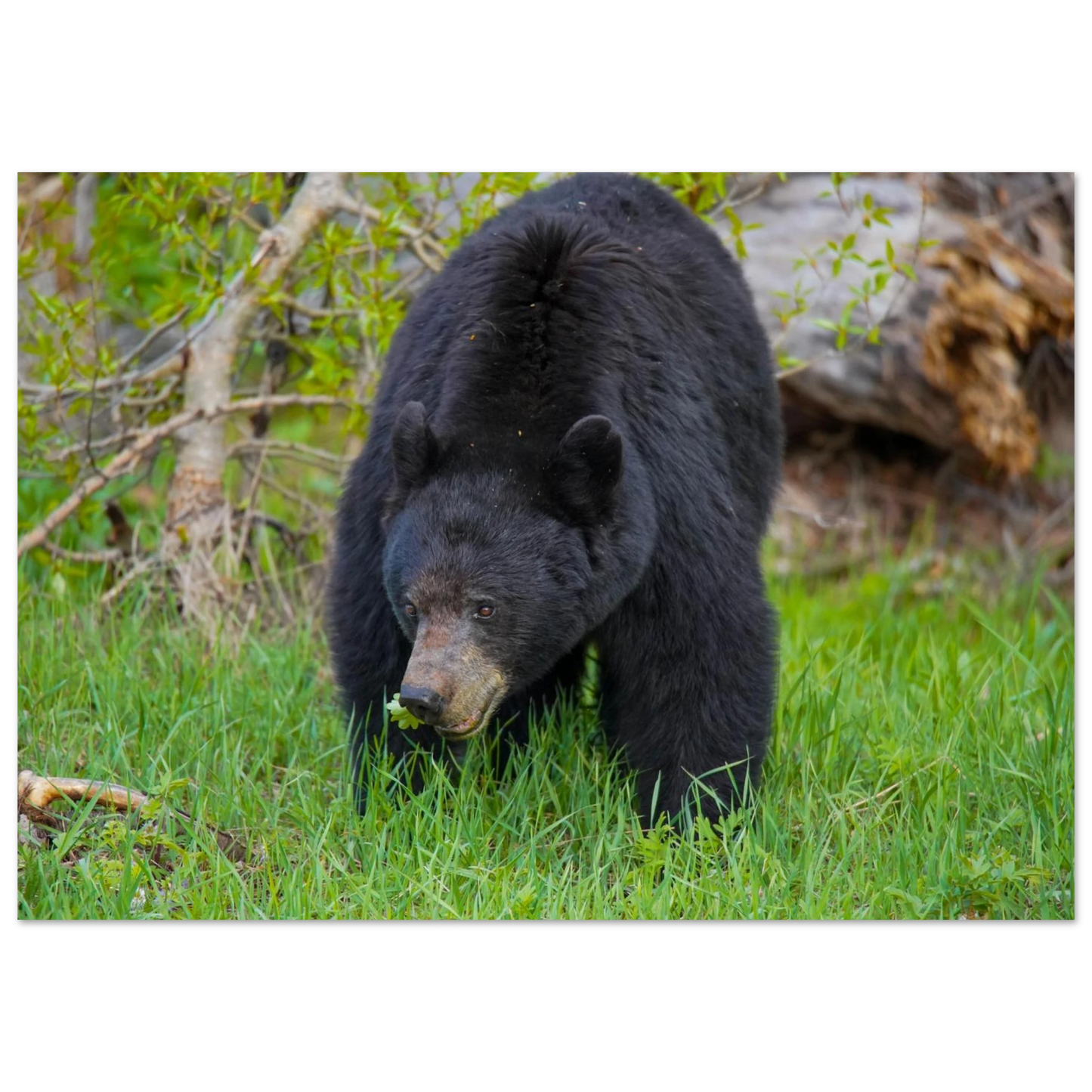 ac87de2f-33e1-4f25-a4c7-33ea8f89c36a