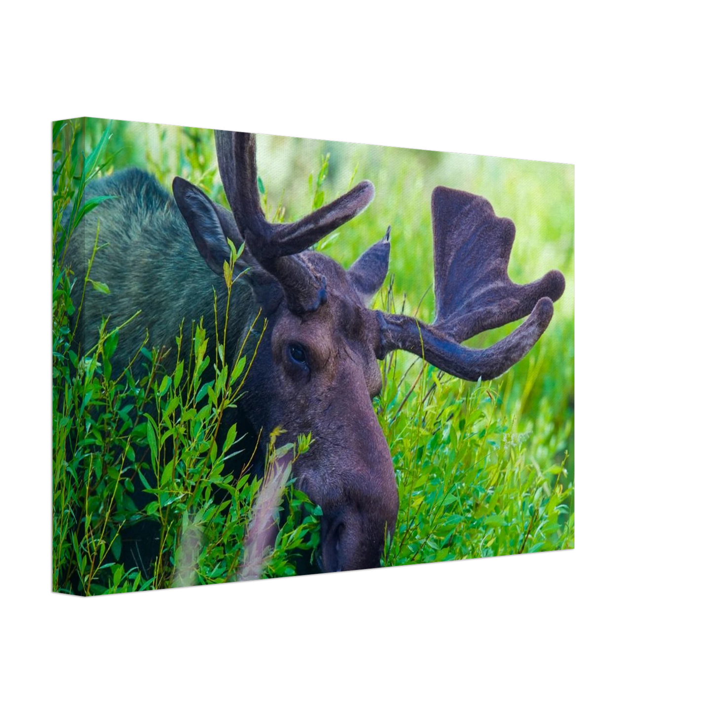 d024d3ed-220e-43ed-8188-854e40091798