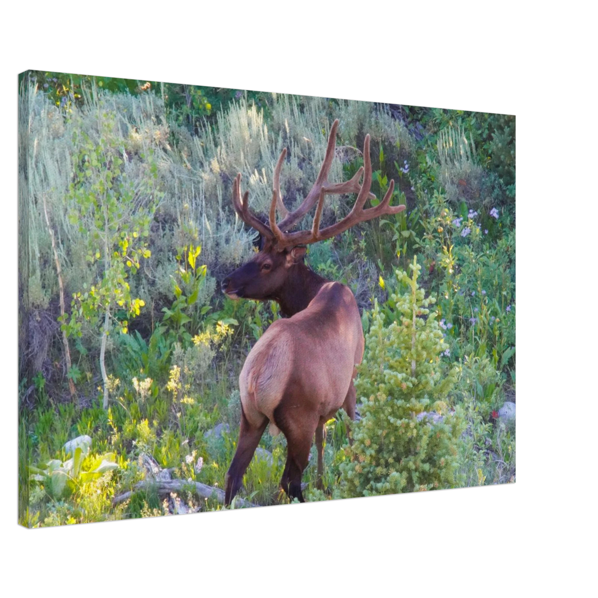 d39593f8-e1e3-4dc0-b622-ee3f8b6ab85e